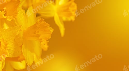 Preview: Close up of daffodils flowers on yellow background
