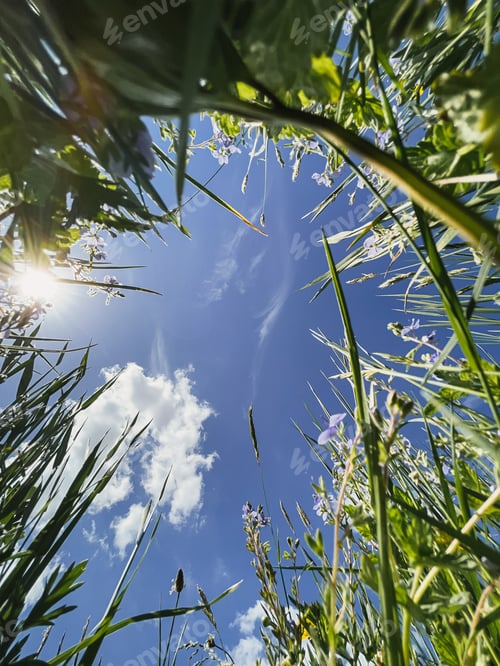 Preview: Beautiful wildflowers and grass against sunny blue sky, bottom up view. Tranquil atmospheric summer