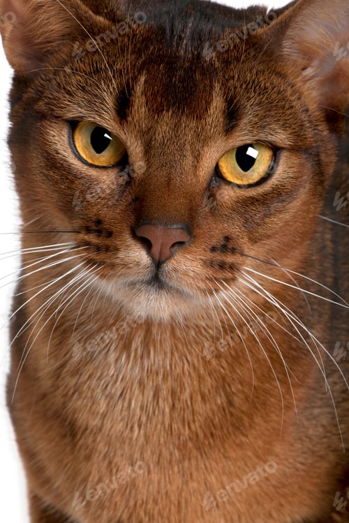 Preview: close up of a Abyssinian (9 months old)
