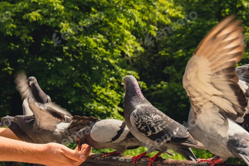 Preview: Hand feeding pigeons flying in the city. Feeding birds pigeons from hands. She holds oats in her