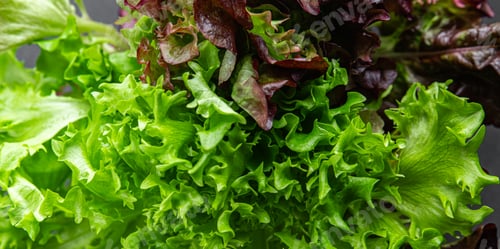 Preview: lettuce green salad leaf bunch of greenery healthy eating cooking meal food snack on the table