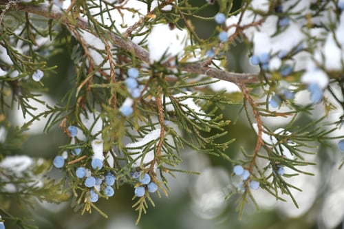 Preview: Evergreen juniper tree with blue berries in the snow, winter background