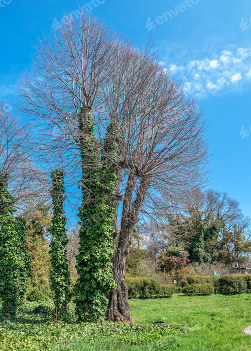Preview: Tree in the Botanical Garden of Odessa, Ukraine.