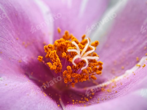 Preview: an extreme close up view of a purple flower with orange stamenrs