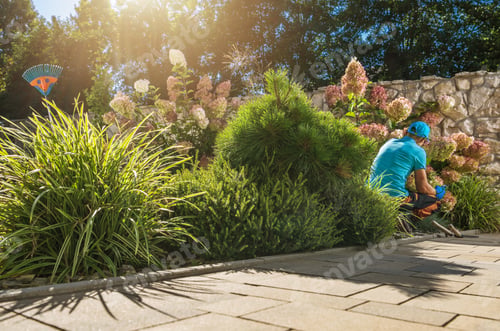 Preview: Professional Gardener Taking Care of Matured Hortensias