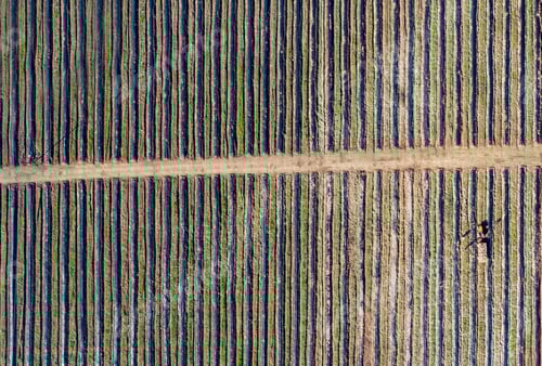Preview: Aerial top view drone photography of a land with sown green fields in countryside