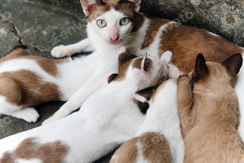 Preview: Cat nursing her kittens