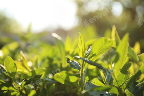 Preview: Closeup view of beautiful bush with green leaves outdoors on sunny spring day