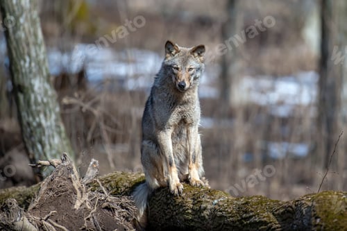 Preview: Wolf sit on a fallen tree in the forest up close. Wild animal in the natural habitat