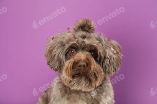 Preview: Cute Maltipoo dog on violet background. Lovely pet