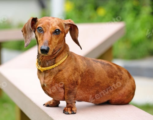 Preview: Dachshund