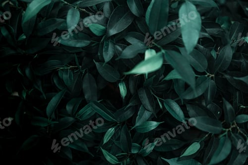 Preview: Background texture of natural leaves in dark green.