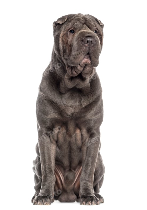Preview: Shar Pei sitting