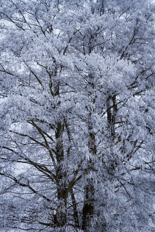 Preview: Frozen tree at winter