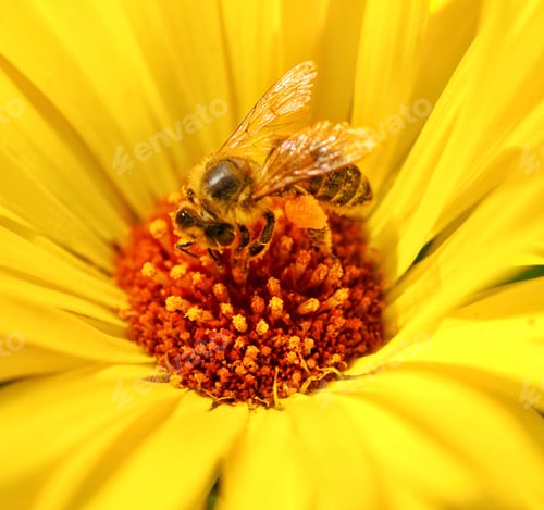 Preview: Nature Zoomed In. Bee on yellow flower