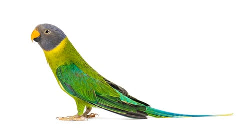 Preview: Side view of a Female Plum-headed parakeet, Psittacula cyanoceph
