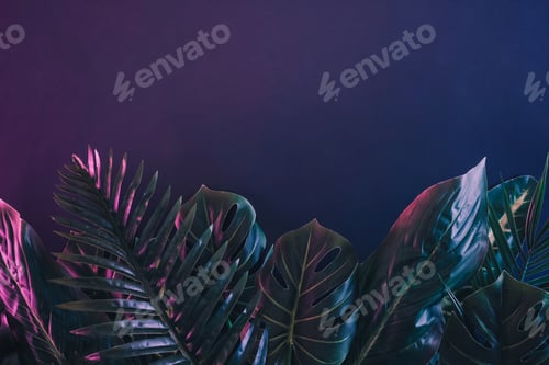 Preview: Dramatic lighting on leaves and fronds of tropical plants