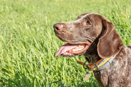 Preview: Close-up of the Kurtzhaar dog's muzzle on the background of green grass
