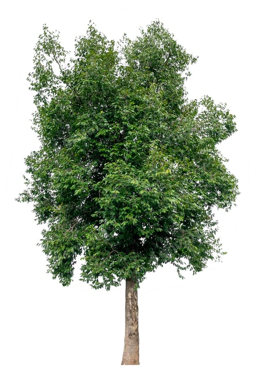 Preview: Green Tree with Dense Foliage Against White Background