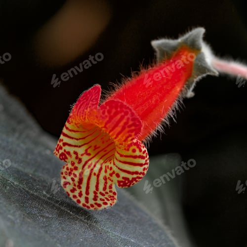 Preview: Close-up of the bud of a vibrant flower