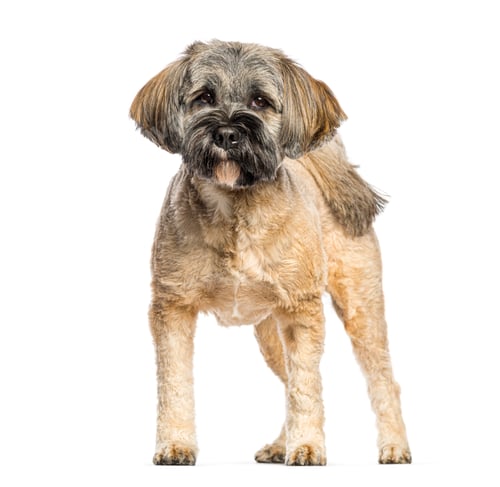 Preview: Adult tibetan terrier standing on a white background