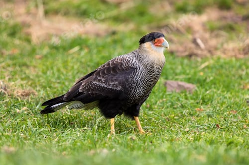 Preview: Caracara plancus bird, Torres del Paine National Park, Chile. Patagonia