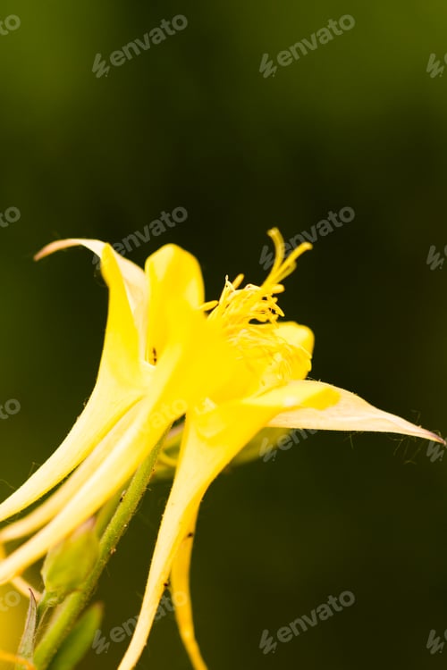 Preview: Flowers