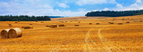 Preview: Beautiful landscape with hay straw bales after harvest in summer. Haystacks on field. banner