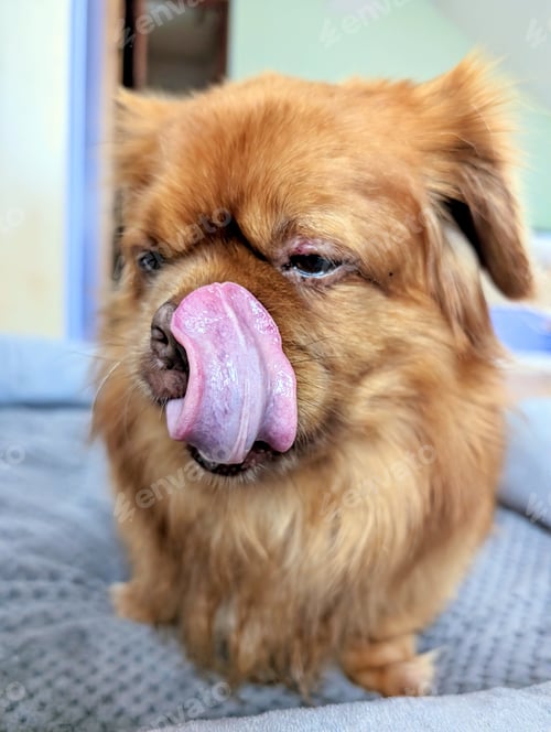 Preview: closeup portrait of cute funny little brown dog with his tongue out, pets and animals background, wa