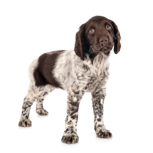 Preview: puppy Small Munsterlander