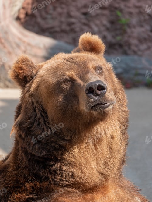 Preview: Brown Bear Ursus Arctos Portrait On The Hunt.