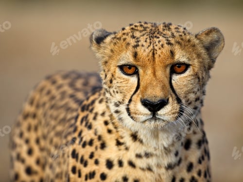 Preview: Selective focus of a leopard in Namibia national park