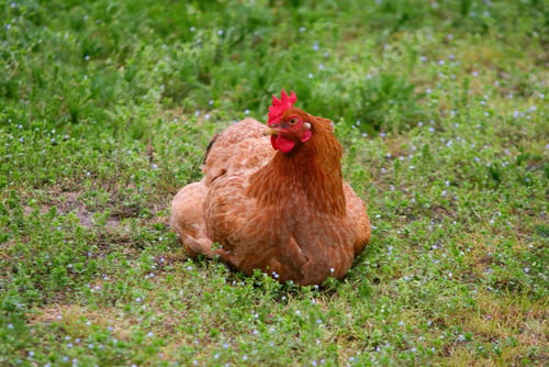 Preview: Brown hen resting peacefully in green meadow with small blue flowers