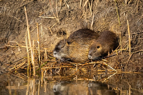 Preview: Pair of nutrias sleeping on nest during the summer