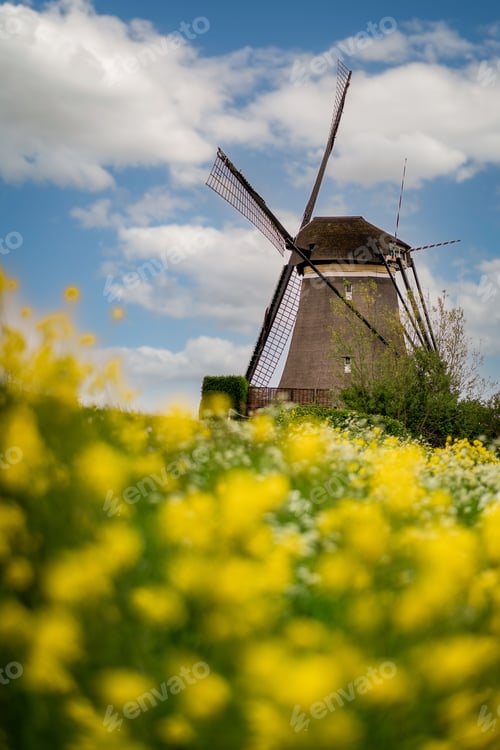 Preview: Vertical shot of a Dutch windmill with yellow flowers in the foreground
