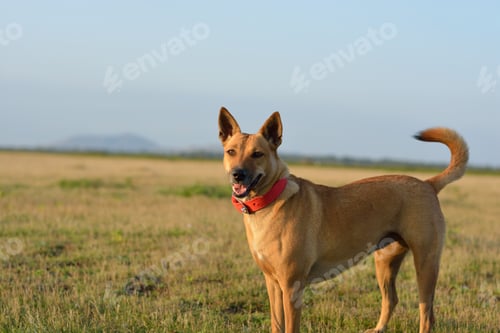 Preview: Closeup shot of a cute brown Carolina dog in the grass field on a sunny day