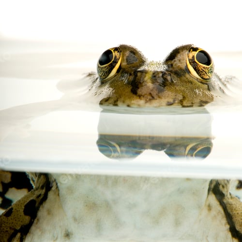 Preview: surfacing Frog