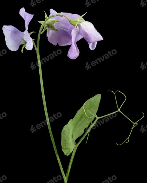 Preview: Flowers of sweet pea, isolated on black background