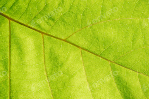 Preview: Close up view of green leaf veins
