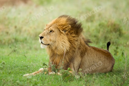 Preview: Lion lying down in the grass in the Serengeti reserve
