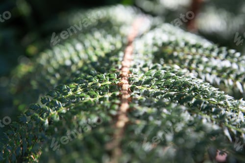 Preview: Green pine tree macro