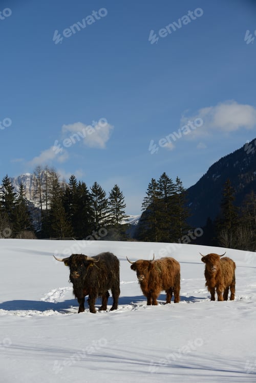 Preview: cow animal at winter