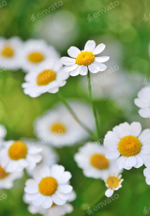 Preview: Chamomile flower