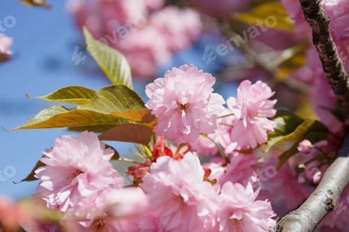 Preview: Close Up Of Pink Sakura Blossoms On Tree