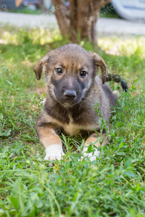 Preview: Small homeless puppy lies on the grass