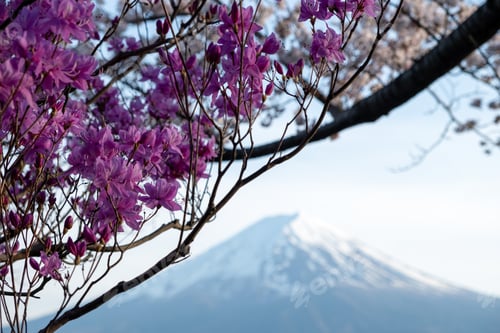 Preview: Blur mount Fuji framed by purple Japanese azalea blossoms. Japan in Springtime
