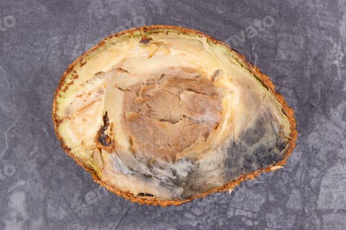 Preview: Half of an avocado with mold. Dark background. Unhealthy and spoiled food
