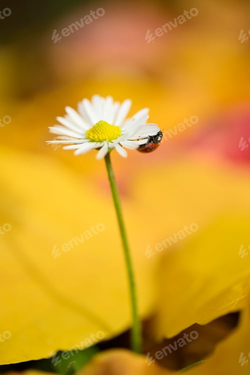 Preview: Isolated daisy flower out of dead leaves of yellow ironwood tree as resilience ability with ladybug.