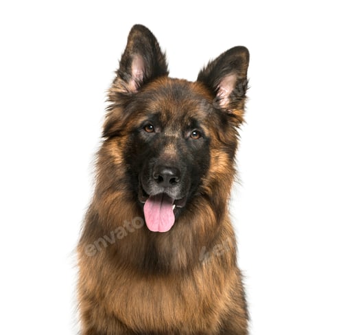 Preview: Old German Shepherd Dog in front of white background