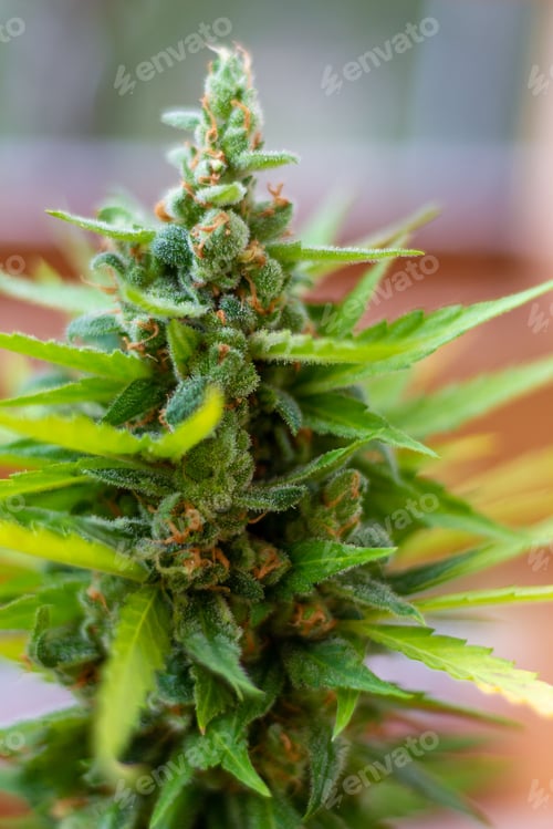 Preview: Closeup shot of a marijuana bud